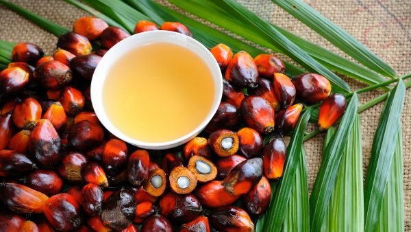 Fresh oil palm fruits