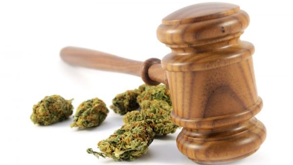 gavel with cannabis buds