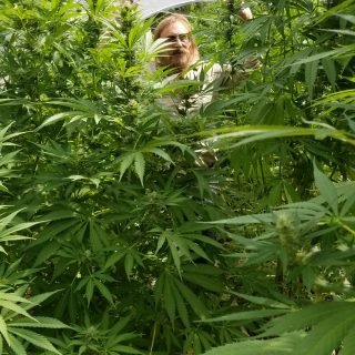 Man hidden behind Cannabis plants.