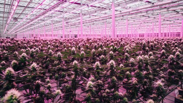 Cannabis in greenhouse.
