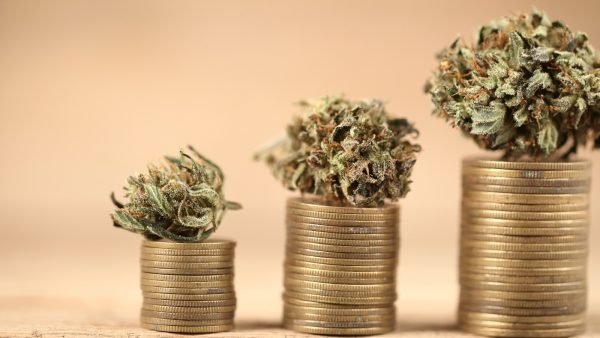 Business concept medical cannabis . marijuana stack of coins rising