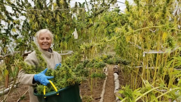 BC Craft Cannabis Farm