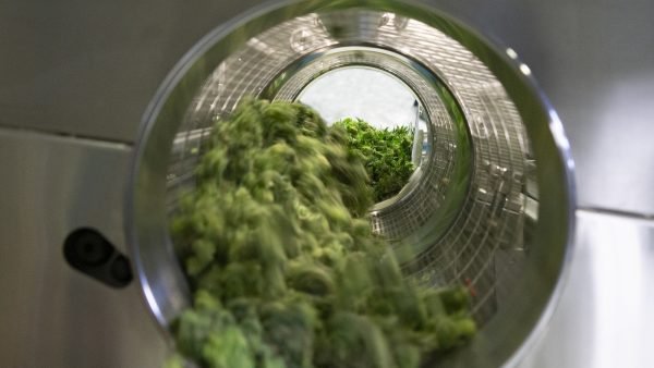 cannabis grading