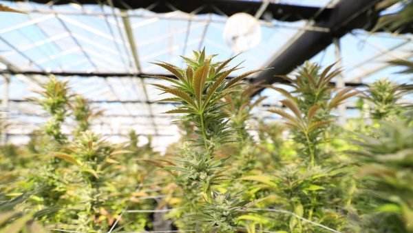 Statistics Canada data reveals that while Canadians are buying more cannabis products and varieties, producers are still having trouble with extra inventory.