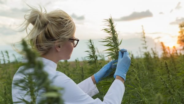 While THC and CBD are the two cannabinoids currently required to be tested for labelling, many LPs are starting to work with lesser-known cannabinoids as well.
