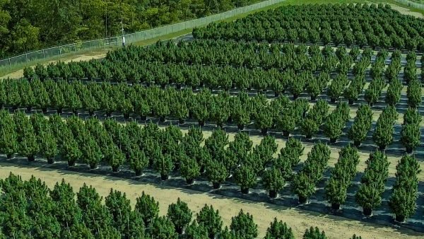 Farmgate retail cannabis store