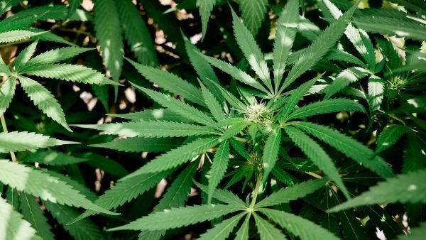 Statistics Canada October 2020 data revealed that legal cannabis producers have 961,070 kilograms of unpackaged dried cannabis inventory waiting to be sold.