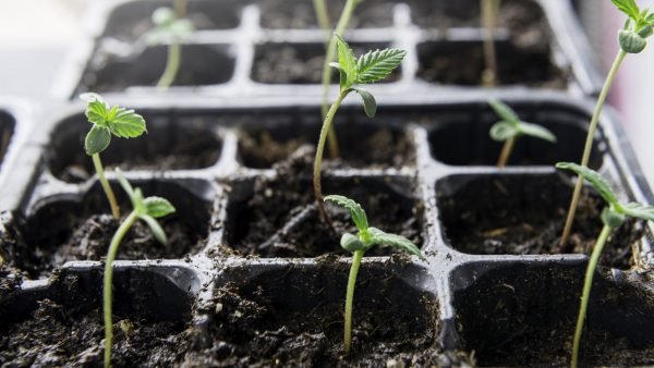 In celebration of the Oct 17th second anniversary of legalization, the Cannabis Council of Canada hosted an online expert panel, including Hon. Anne McLellan...