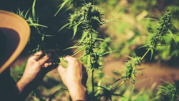 For a while now, something has been on regulators' minds. It fills craft producers with a nervous hope, gets health and eco-conscious consumers excited...
