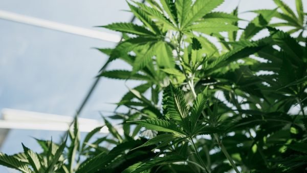 ﻿ On 4/20, the day celebrating global cannabis culture, the C3 is expanding its roster in preparation for the statutory review of the Cannabis Act in October.