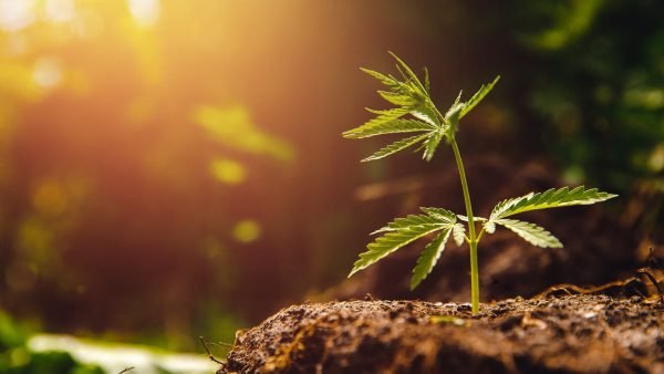 Canada's adult-use cannabis market grew 118% in 2020, a trend that is expected to continue into 2021 and beyond, according to the Brightfield Group.