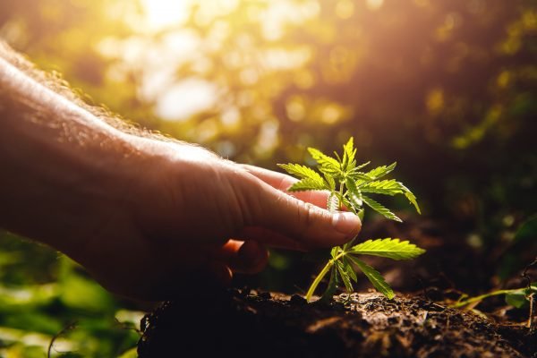 cannabis seedling