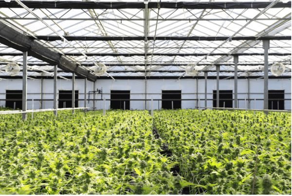 cannabis cultivation