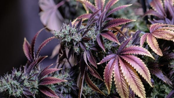 ﻿ Ivan Ross Vr&aacute;na has been appointed as the new Executive Director of the Global Cannabis Partnership effective September 1st.