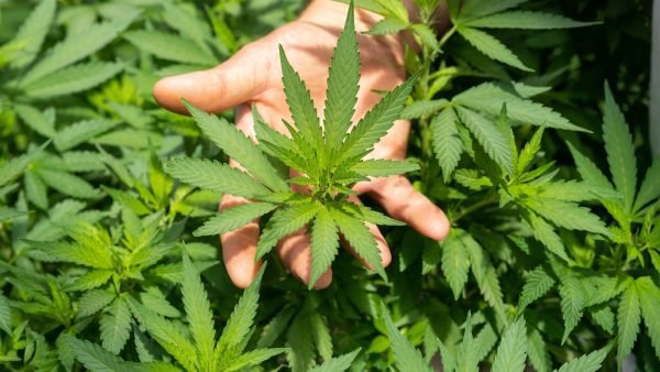 homegrown cannabis