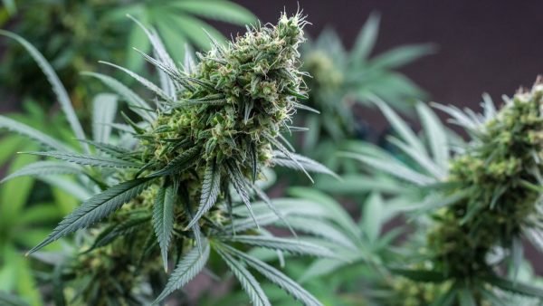craft cannabis