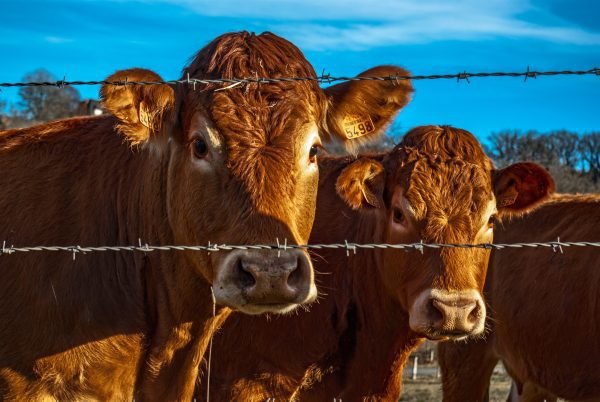 cows behind a fence