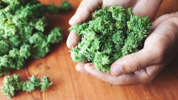 ﻿ A recent study published within the Journal of Studies on Alcohol and Drugs found that despite legalization, an illegal market persists in North America.
