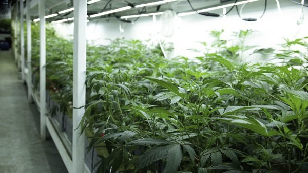 ﻿ In Canadian cannabis, farmgate retail policies are within the bounds of each province&rsquo;s own legislation, and each province is taking a different approach.