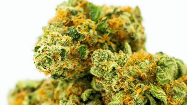 ﻿ Data recently released by Health Canada reveals a growing problem of dried cannabis as inventory being held at the end of 2021 reached record highs.