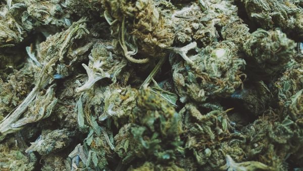 ﻿ Health Canada recently reported a record amount of dried cannabis destroyed in 2021, causing many licensed producers to rethink their production models.