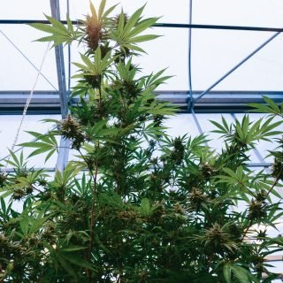 Canadian cannabis leaders will gather in Ottawa to call on immediate action from government to address a &ldquo;crisis&rdquo; threatening the health of the industry.