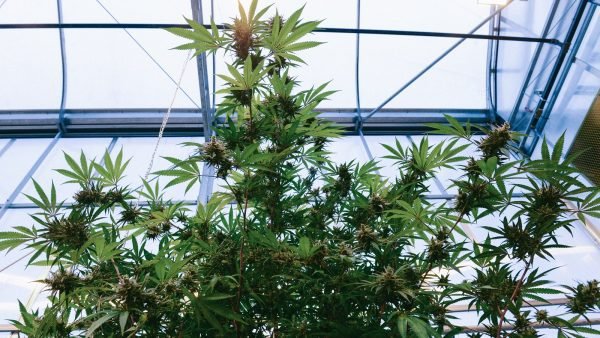 Canadian cannabis leaders will gather in Ottawa to call on immediate action from government to address a &ldquo;crisis&rdquo; threatening the health of the industry.