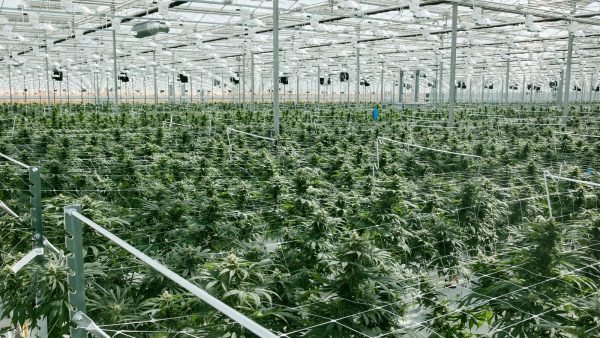 ﻿ The C3 is calling for changes to create a financially sustainable legal cannabis industry, and end the government stigmatization of legal cannabis.