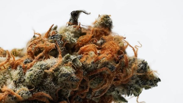 ﻿ Tsleil-Waututh Nation and the Province of BC have entered into a government-to-government cannabis agreement that supports cannabis economic development.