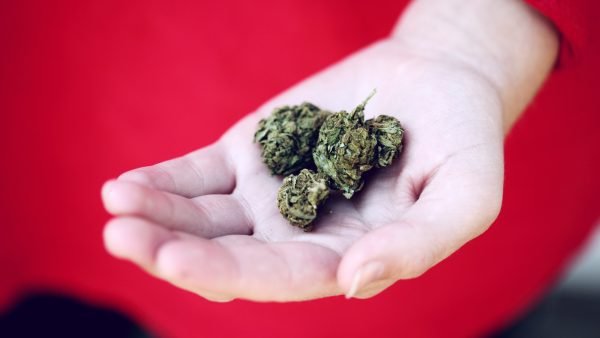 Licensed producers can now give cannabis samples to retailers in Alberta following an announcement by the Alberta Gaming, Liquor, and Cannabis March 23, 2023.