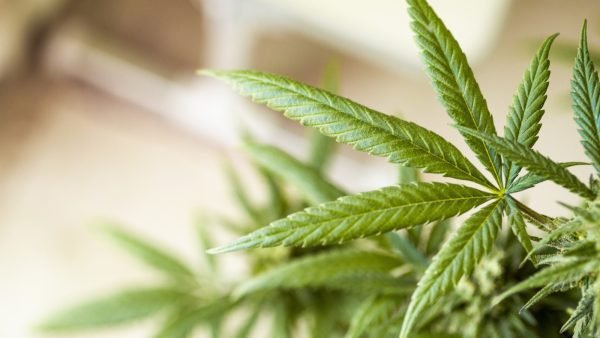 ﻿ Mississauga City Council voted yesterday to approve a motion to lift its prohibition on cannabis retail stores in Ontario&rsquo;s third largest city.