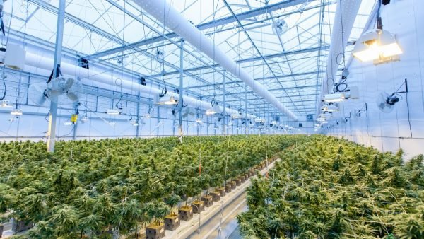 ﻿ Cannabis Retailer recently commission Caddle Insights to survey 9,500 Canadians in September 2023 on their cannabis purchasing habits.