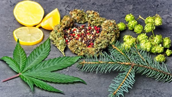 ﻿ Terpenes are fragrant oils secreted by a plant as they combine to create distinct aroma and flavour profiles.