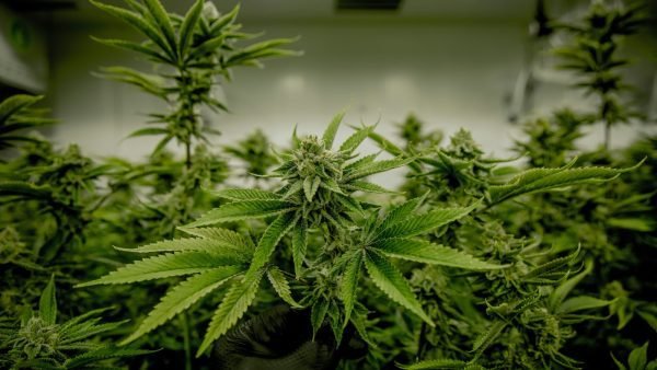 ﻿ Retail cannabis sales in Canada dropped 4.9% in September to $444 million, down from a high of $466.99 million in the prior month.