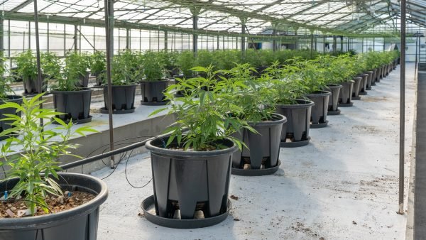 ﻿ In December, Health Canada released its Forward Regulatory Plan for 2023-2025 providing information on regulatory initiatives for the next two years.