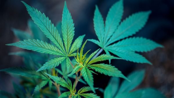 ﻿ The legal cannabis market in Ontario is on the verge of surpassing $2 billion in annual sales and is Canada&rsquo;s largest cannabis marketplace according to the OCS.