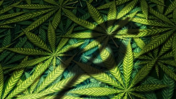 ﻿ The Ontario Cannabis Store (OCS) ended the 2022-23 fiscal year with $535.69 million in cash according to their recently released financial statements.