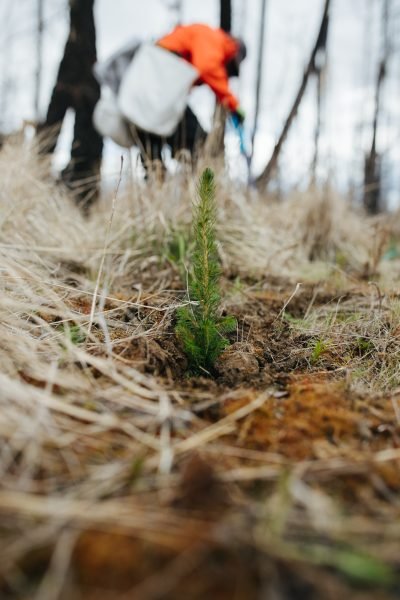 Tiny tree